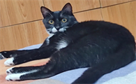 乌云盖雪猫四大风水猫吗