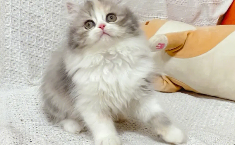 英国长毛猫三花