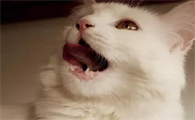 为什么有的猫咪会打喷嚏呢
