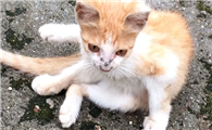 白天怎么找流浪猫