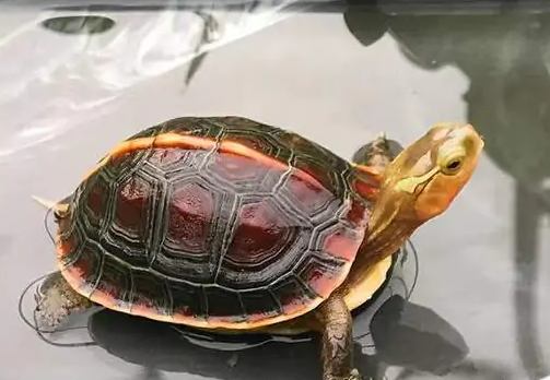 为什么野生夹板龟这么贵 为什么野生夹板龟这么贵