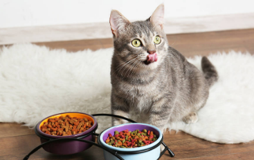 彼特堡猫粮和卫仕猫粮哪个好 彼特堡猫粮和卫仕猫粮哪个好