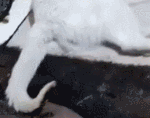 尾巴都烤焦了，猫咪还无动于衷