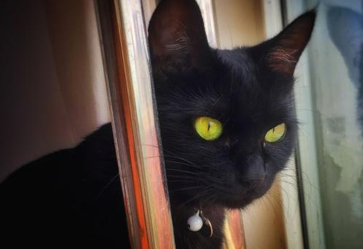 玄猫和黑猫区别图片-宠物网