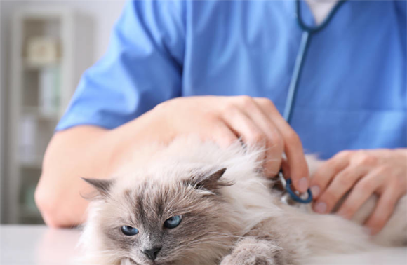 AIM宠物营养:猫咪容易得肾脏疾病的原因,铲屎官,还不赶紧进来看! AIM宠物营养:猫咪容易得肾脏疾病的原因,铲屎官,还不赶紧进来看!