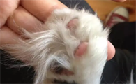 猫咪爪子有汗怎么回事呢