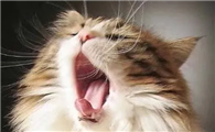 猫咪为什么老发叫声呢