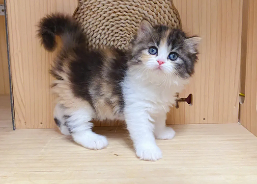 三花猫为什么是猫界美女顶级-宠物网