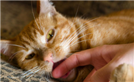 猫咪为什么吃东西时咬人啊