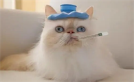 猫咪为什么会忽然发烧了呢