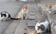 绝对不要收留流浪猫