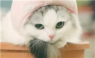 猫咪为什么要那么可爱呢