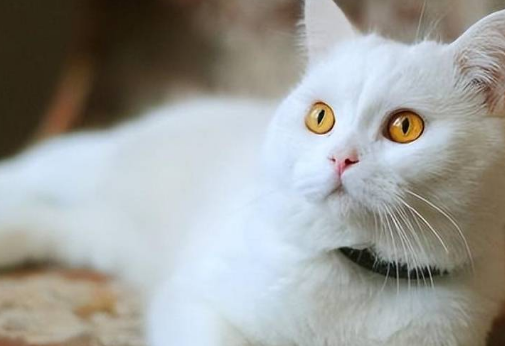 什么颜色的猫招财最好 什么颜色的猫招财最好