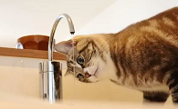猫咪为啥不喝水排尿