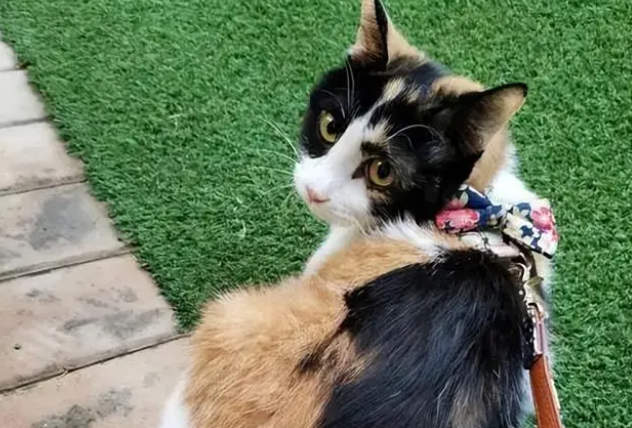 三毛猫福尔摩斯