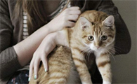 为什么有的猫咪很喜欢人呢