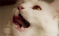 猫咪为什么要用嘴呼吸呢