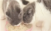 猫咪为什么会互食啊