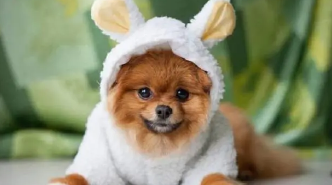 来简单介绍一下俊介犬！