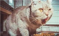 猫也有狂犬病？