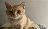 猫咪为什么会在屋里不走呢