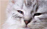 猫咪的眼睛为什么不睁开啊