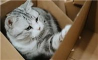 猫咪为什么喜欢呆在纸箱里呢