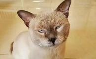我的猫咪为什么这么冷漠