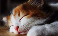 猫咪为什么体温比人高呢