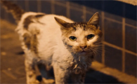 流浪猫进门后不愿意走