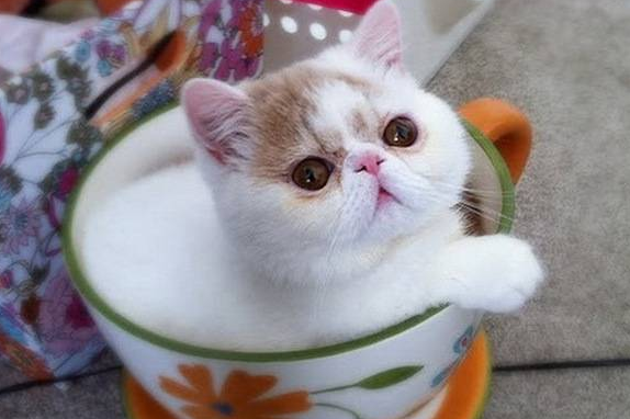 茶杯猫怎么画