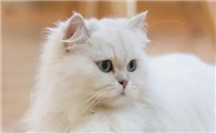 为什么小猫咪会掉毛呢