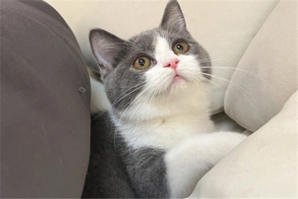 正宗蓝白猫是什么样子的 正宗蓝白猫是什么样子的