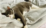 猫咪为什么突然在床上睡了呢