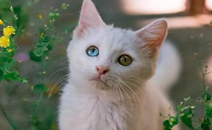 猫咪的瞳孔会有分叉是什么原因
