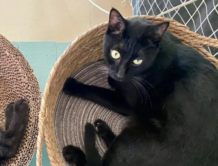 玄猫幼猫多少钱一只 玄猫幼猫多少钱一只