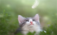 流浪猫咪为什么接近人呢
