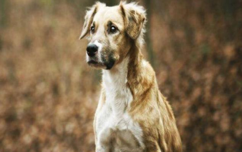 米克斯犬是什么狗?怎么养? 米克斯犬是什么狗?怎么养?
