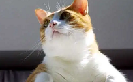 ​猫咪有时候很执拗吗