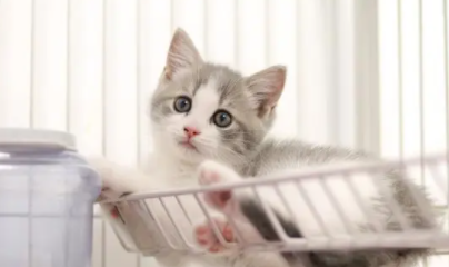 小奶猫生长停滞的原因