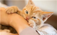 猫咪为什么喜欢咬我的肚子呢