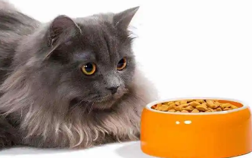 艾诺琪猫粮质量 艾诺琪猫粮质量