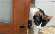为什么不关厕所门猫咪会叫个不停