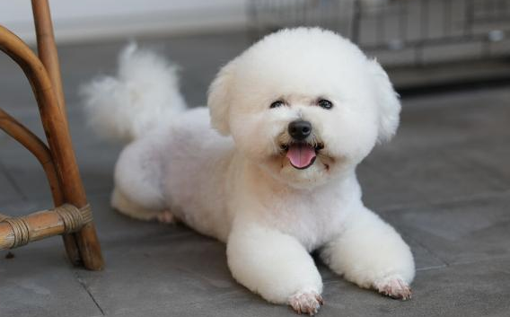 比熊狗幼犬狗粮该怎么选 比熊狗幼犬狗粮该怎么选