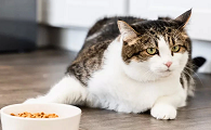猫咪为什么身子僵硬不吃饭
