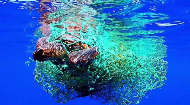如果人类因为核污染摒弃海鲜，海洋生物会不会泛滥成灾？