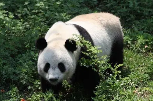 熊猫的种类有哪些