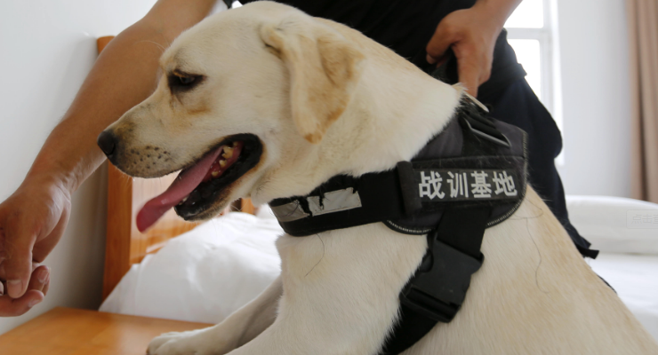 缉毒犬吃什么比较好呢? 缉毒犬吃什么比较好呢?