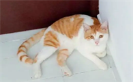 猫咪光趴在墙角是为什么呢