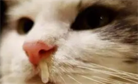 猫咪为什么流大鼻涕呢怎么回事